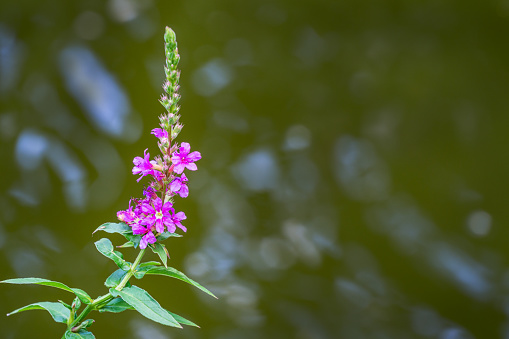 Lythrum salicaria or purple loosestrife red in soft focus on blurred background of garden pond. Nature concept for design on blurry green water. Flower landscape for nature wallpaper with copy space