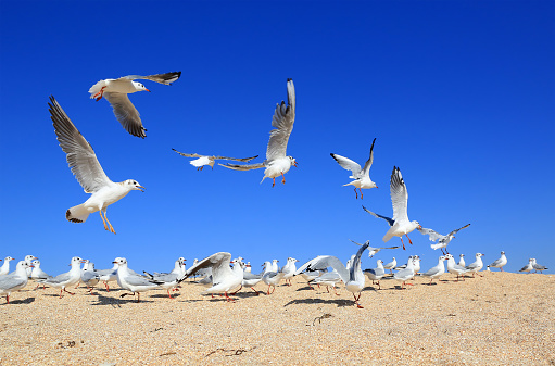flock of young seagulls over sea sandy coast
