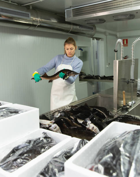 istock Woman washing sturgeon before packaging 1266953652
