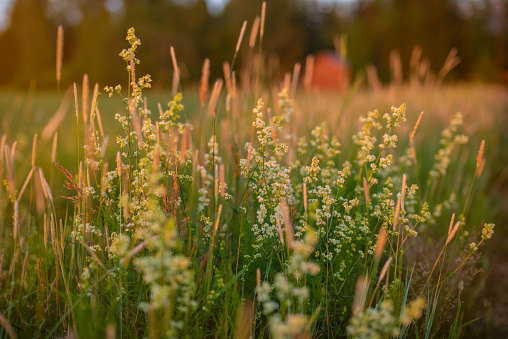 Beautiful bog landscape in autumn, bog vegetation painted in autumn, small swamp lakes, islands overgrown with small bog, reed, grass, moss cover the ground,