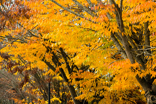 Vibrant yellow and orange Sugar Maple leaves on a tree during Autumn in Canton, Ohio, USA.