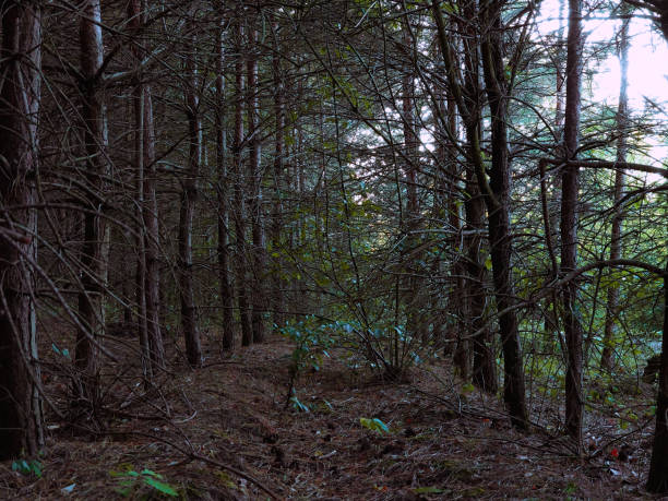 istock Mysterious dark coniferous forest. Mystical forest in the evening. 1266957240