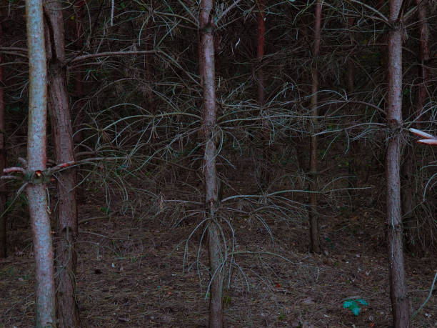 istock Mysterious dark coniferous forest. Mystical forest in the evening. 1266957273