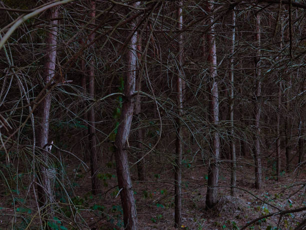 istock Mysterious dark coniferous forest. Mystical forest in the evening. 1266957344