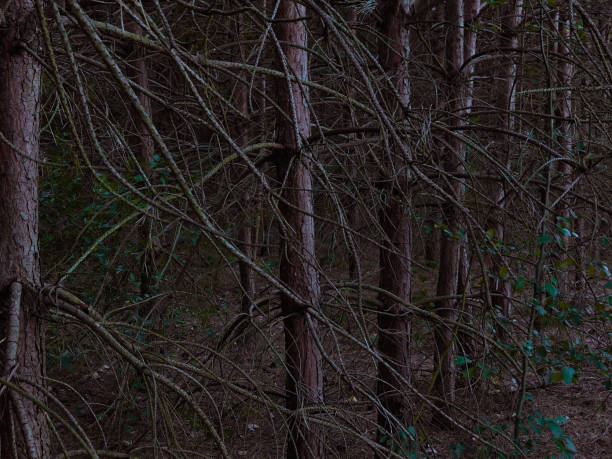 istock Mysterious dark coniferous forest. Mystical forest in the evening. 1266957416