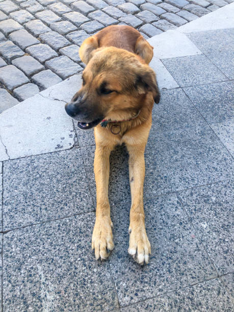 istock a street dog 1266957436