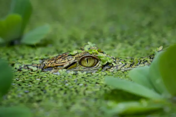 Saltwater crocodile at pond lurking prey
