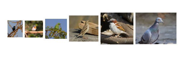 istock Different types of birds images 1266958449