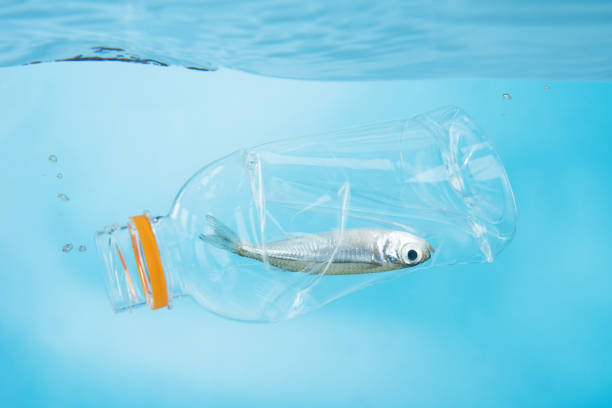 istock Fish in bottle floating in blue water plastic pollution environment conservation concept 1266959024