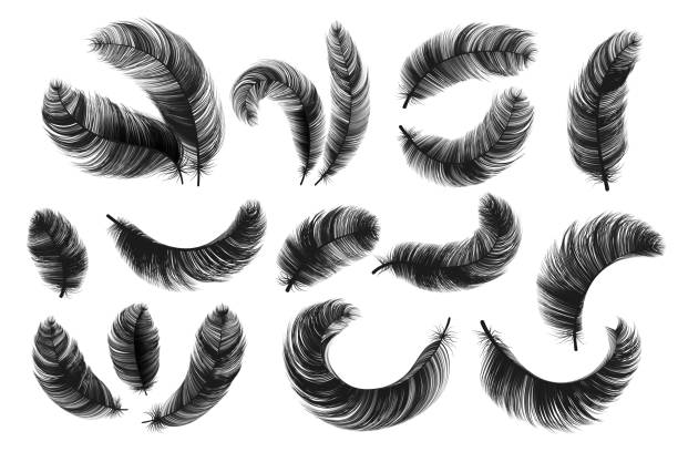 ilustraciones, imágenes clip art, dibujos animados e iconos de stock de plumas negras. plumas de cisne esponjosas realistas, siluetas de plumas aisladas vintage, plumas de ángel vectorial o de pájaro giradas sobre fondo blanco - peacock feather outline black and white