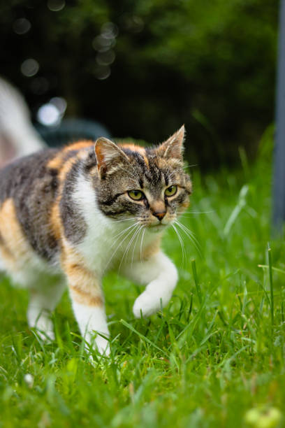 istock Young predator looks around for its prey. The unbiased view turns into a beast's view in a second. Felis catus domesticus walks. Colourful kitten steps on slowly. Czech republic, europe 1266959698