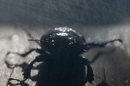 closeup of a large brown beetle with horns, on a wooden background, in the rain. Beetles Insects Bugs Japanese rhinoceros