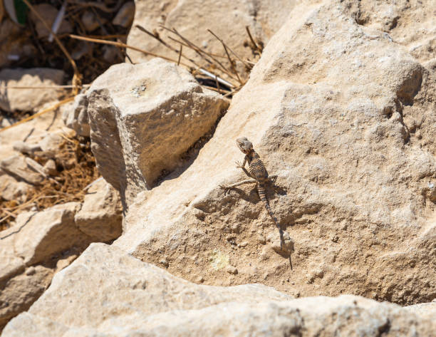 black  lizard sitting on a rock on the morning and  basking in the sun in mitzpe ramon, israel - horizon over land israel tree sunrise imagens e fotografias de stock