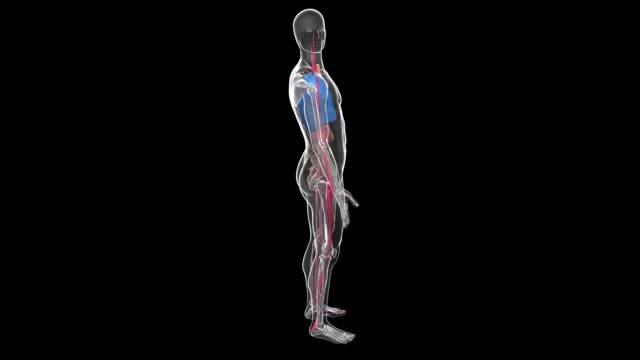 11,430 Human Anatomy 3d Stock Videos and Royalty-Free Footage - iStock | Human  anatomy illustration, Anatomy model, Muscle anatomy