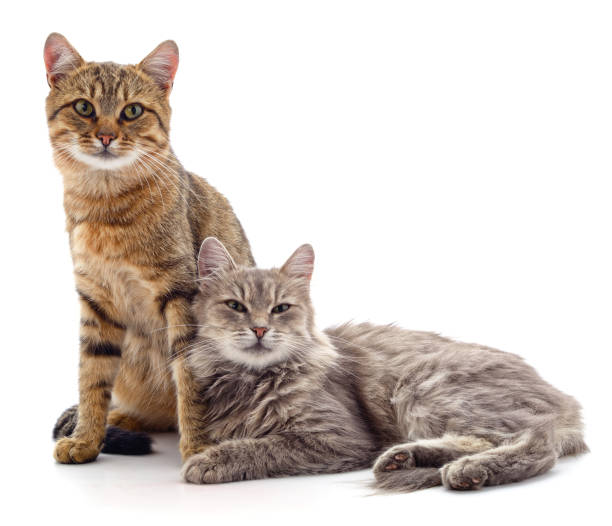 Two young cats. Two young cats isolated on a white background. two animals stock pictures, royalty-free photos & images