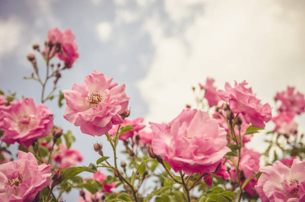 beautiful floral bush with pink roses and green leaves