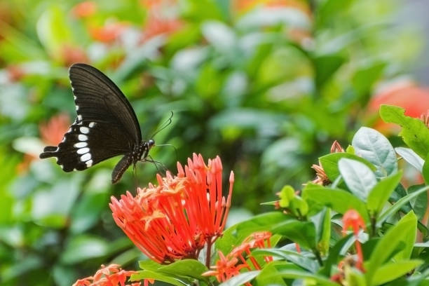 Common Mormon butterfly (Papilio polytes) A close up view of a beautiful black butterfly (Common Mormon or Papilio polytes) perching on red flower (Ixora coccinea or jungle geranium) with blurred green background at Indian Botanic Garden mussaenda stock pictures, royalty-free photos & images