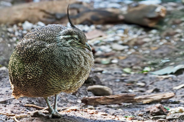 Elegant Crested Tinamou, Eudromia elegans, in a relaxed pose An Elegant Crested Tinamou, Eudromia elegans, in a relaxed pose eudromia elegans stock pictures, royalty-free photos & images