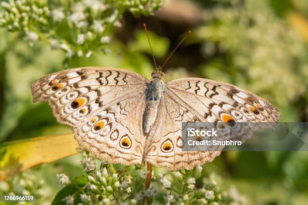 Grey Pansy Butterfly Stock Photo - Download Image Now - Animal Wing, Beauty, Black Color