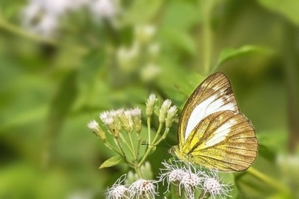 mariposa de gaviota menor (cepora nadina) - moored fotografías e imágenes de stock