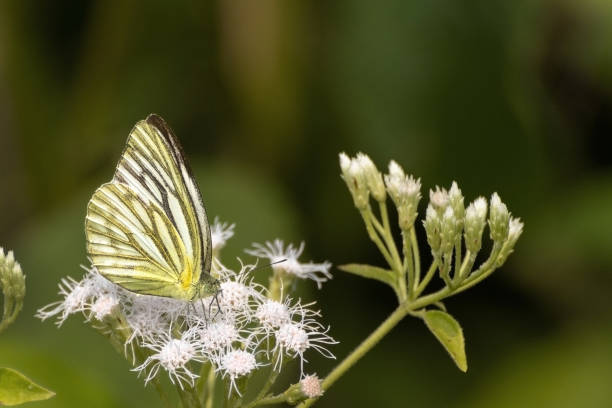 petit papillon de mouette (cepora nadina) - moored photos et images de collection