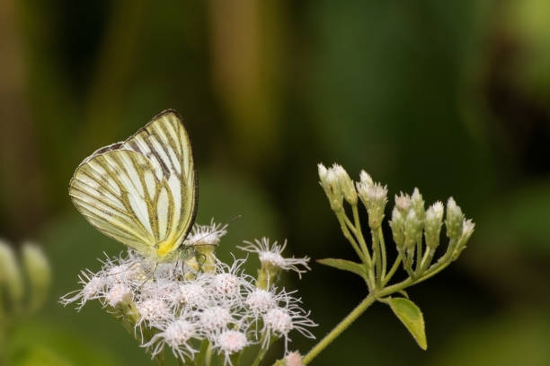petit papillon de mouette (cepora nadina) - moored photos et images de collection
