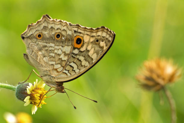 istock Lemon Pansy butterfly (Junonia lemonias) 1266966386
