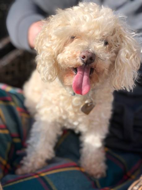 istock Toy Poodle that needs a haircut 1266967125