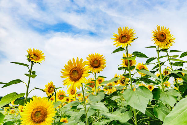 istock Sunflower in full bloom swaying in the wind 1266967929