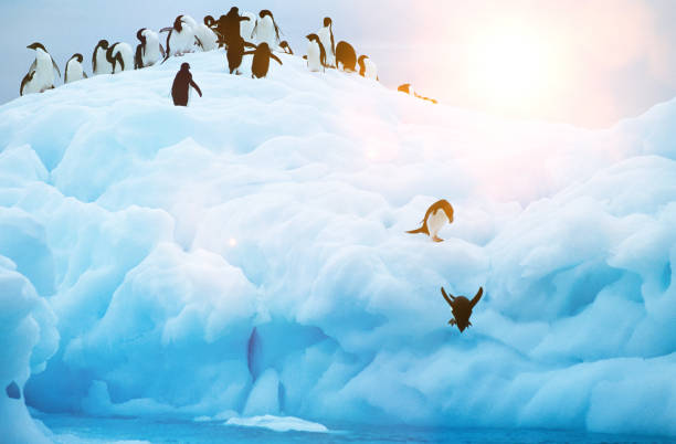 istock Penguins diving off glacier into sea 1266968069