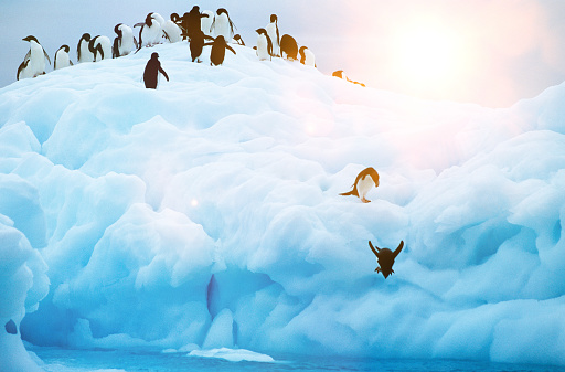 Along with Emperor penguins, Adelie penguins are the most southerly breeding penguin on earth. Named after the wife of French explorer Dumont d’Urville who discovered the penguins in 1840