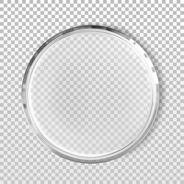 Empty petri dish isolated realistic vector illustration. Concept laboratory tests and research. Transparent chemistry glassware Empty petri dish isolated realistic vector illustration. Concept laboratory tests and research. Transparent chemistry glassware petri dish stock illustrations