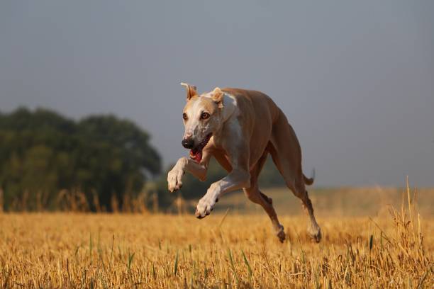 istock beautiful brown galgo ist running on a stubble field 1266968789