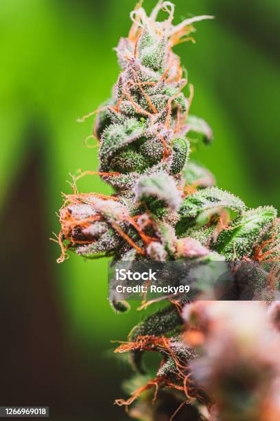 Cannabis Sativa Plant Detail Shots Of The Cannabis Leaves Stock Photo - Download Image Now