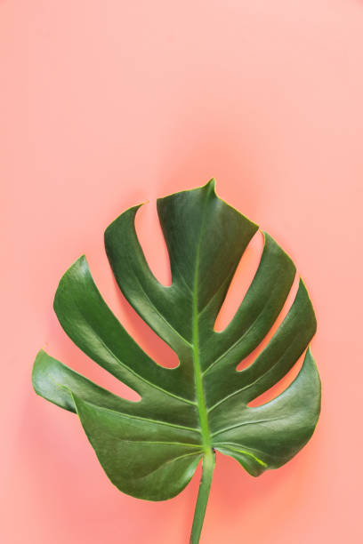 istock Monstera leafs lay on pink background. 1266969176