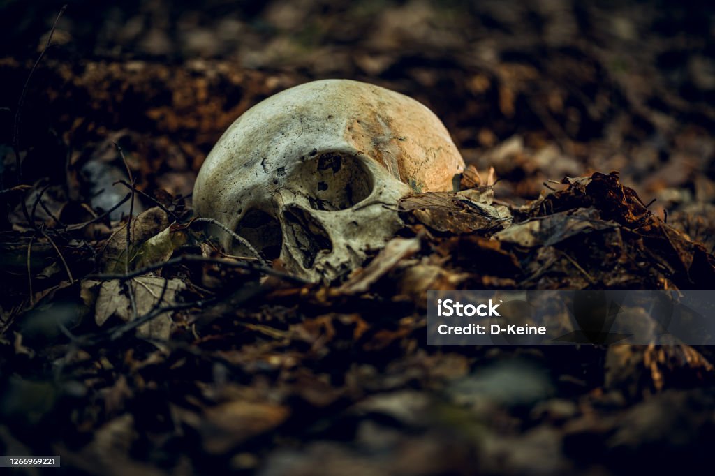Skull Human skull in dry autumn leaves Skull and Crossbones Stock Photo