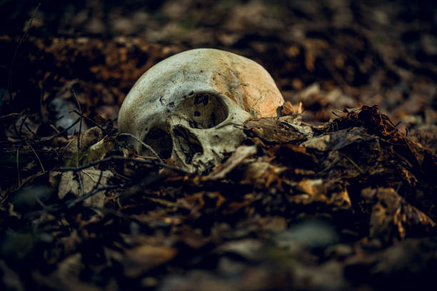 Skull Human skull in dry autumn leaves skull photos stock pictures, royalty-free photos & images