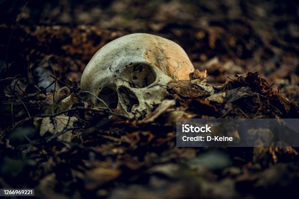 Skull Stock Photo - Download Image Now - Skull and Crossbones, Crime Scene, Human Skeleton