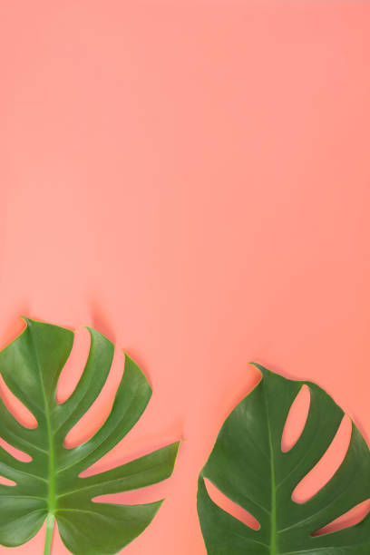 istock Monstera leafs lay on pink background. 1266969304