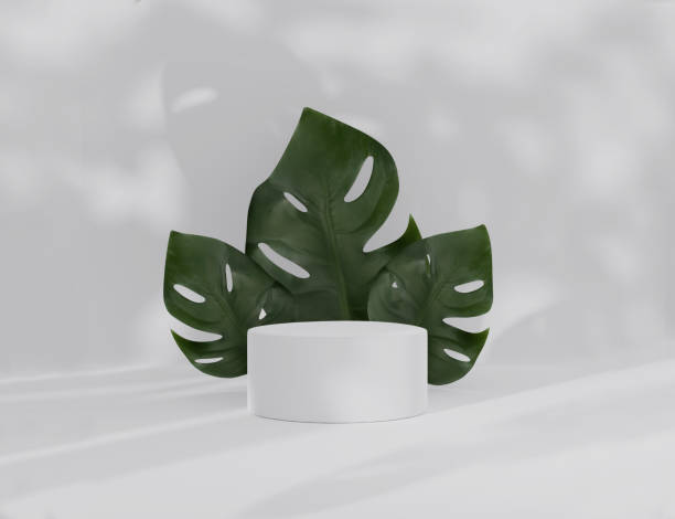 istock 3D podium pedestal with monstera deliciosa and palm shadow copy space. Minimal white background with display, green plant leaves. Trendy natural beauty product promotion or text banner. Simple tropical 3d render 1266969975