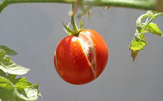 Ripe red tomato on a twig with a split.
