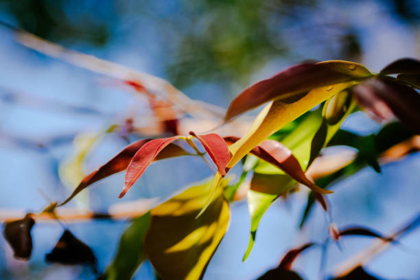 closeup pattern of leaves with backlight effect. nature composition with noise and grains effect. selective focus shot