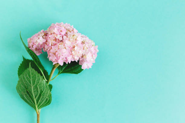 istock Amazing light pink Hydrangea flower on a turquoise background. 1266971704