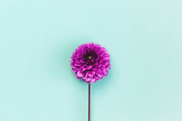 istock Amazing Dahlia flower on a turquoise pastel background. 1266971942
