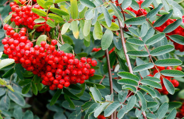 bergasche, rowan (sorbus aucuparia) beeren - vogelbeere stock-fotos und bilder