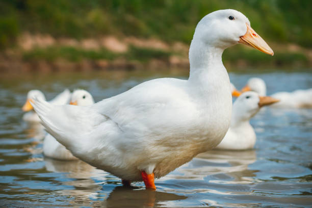 istock White goose stands in profile in the water 1266972758
