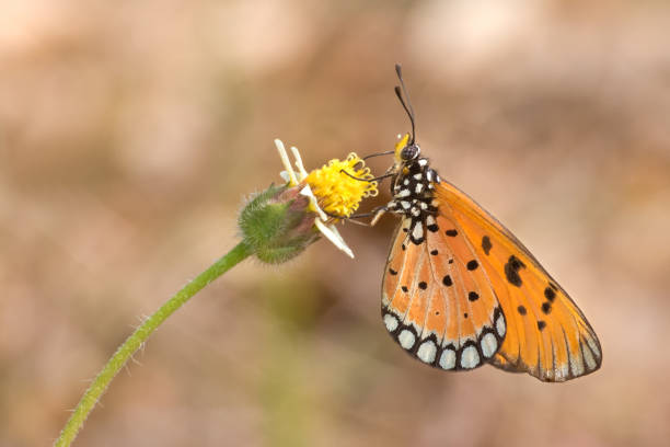 istock Tawny Coster butterfly (Acraea terpsicore) 1266973117