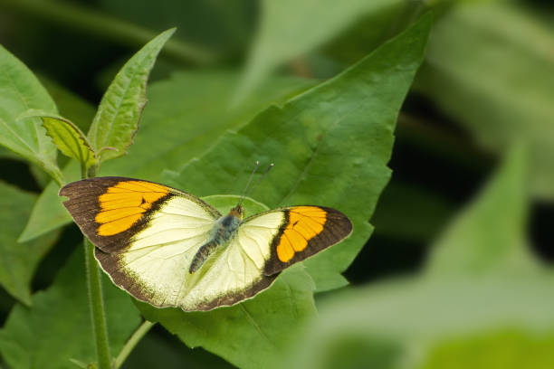 istock Male Yellow Orange-tip butterfly (Ixias pyrene) 1266973251
