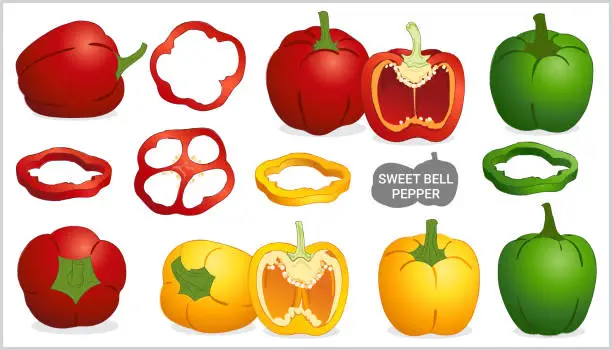 Vector illustration of Set of sweet bell pepper illustration in various style vector format