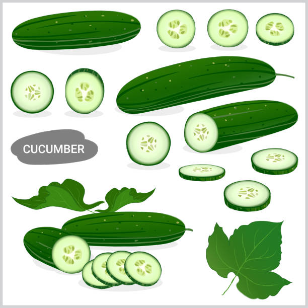 Set of fresh cucumber illustration in various style, vector format Set of fresh cucumber illustration in various style, vector format cucumber slice stock illustrations